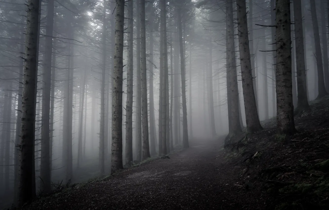 Photo wallpaper forest, trees, nature, fog