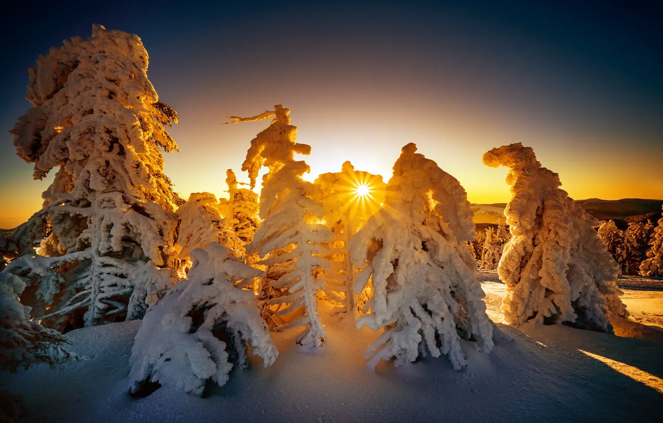 Photo wallpaper winter, the sun, rays, snow, trees, landscape, nature, shadow