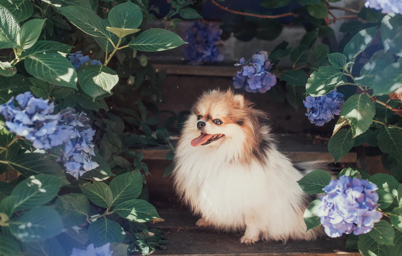Photo wallpaper look, pose, dog, face, Spitz