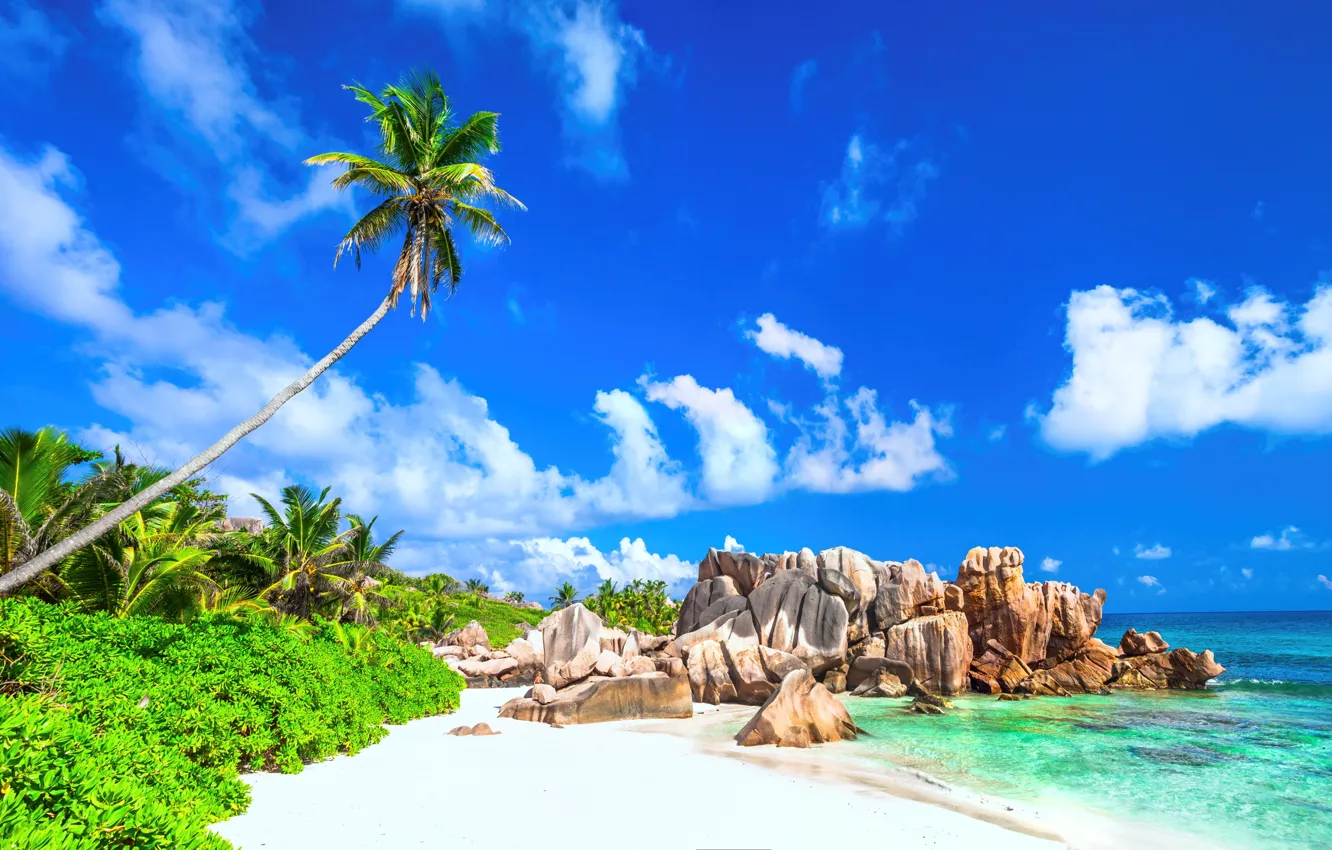 Photo wallpaper sand, sea, beach, palm trees, shore, summer, beach, sea