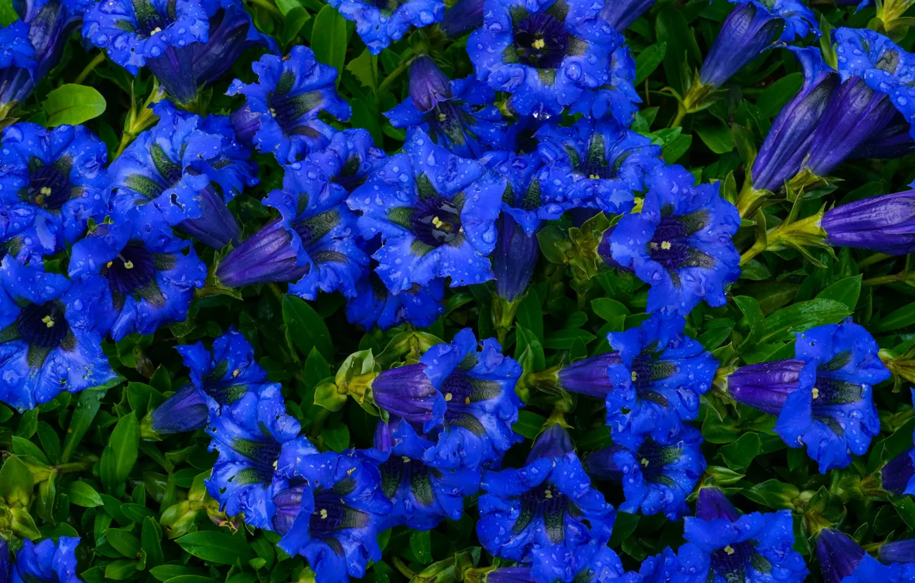 Photo wallpaper summer, drops, flowers, blue, Rosa, flowerbed, gentian