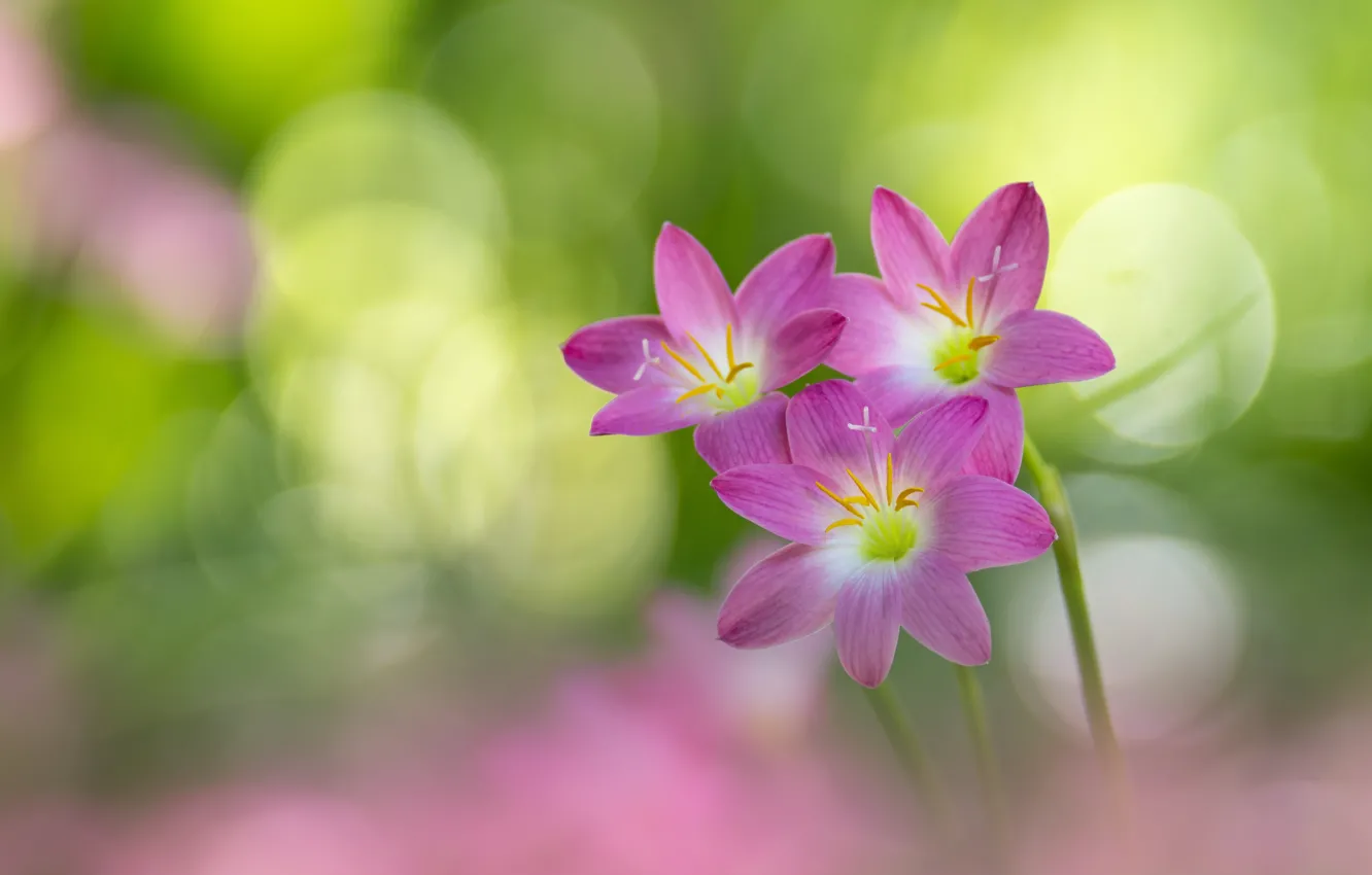 Photo wallpaper flowers, pink, a bunch, bokeh