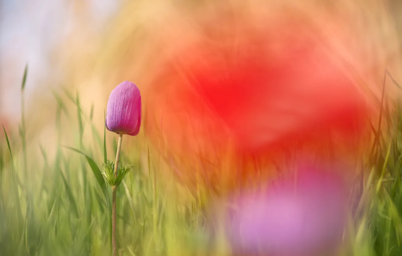 Photo wallpaper grass, macro, flowers, bokeh