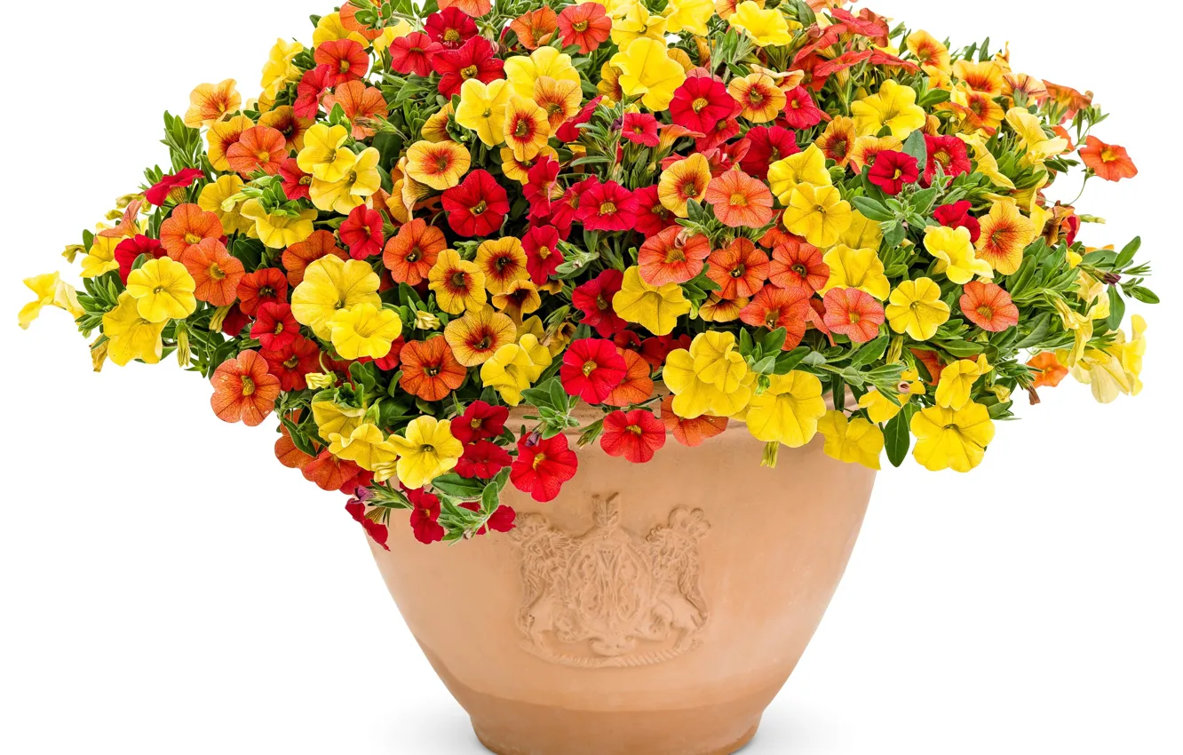 Photo wallpaper white, leaves, flowers, background, coat of arms, ornament, pot, Petunia