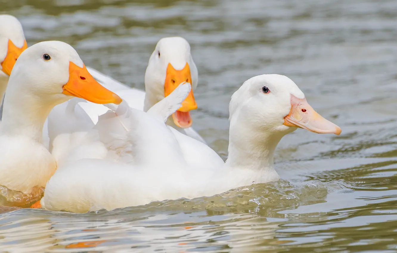 Photo wallpaper birds, duck, white, Pond