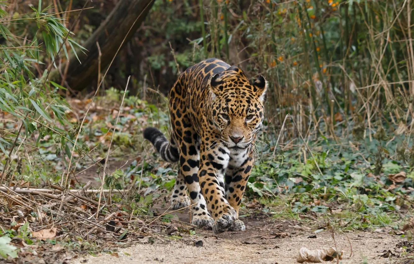 Photo wallpaper predator, Jaguar, wild cat