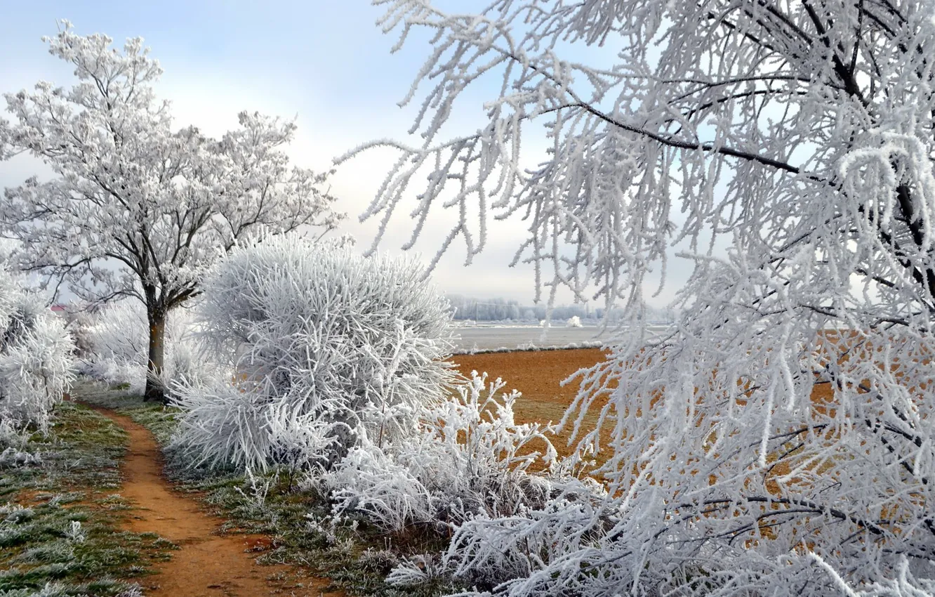 Photo wallpaper winter, frost, nature