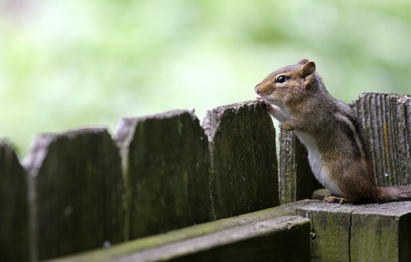 Photo wallpaper the fence, Chipmunk, sitting, animal