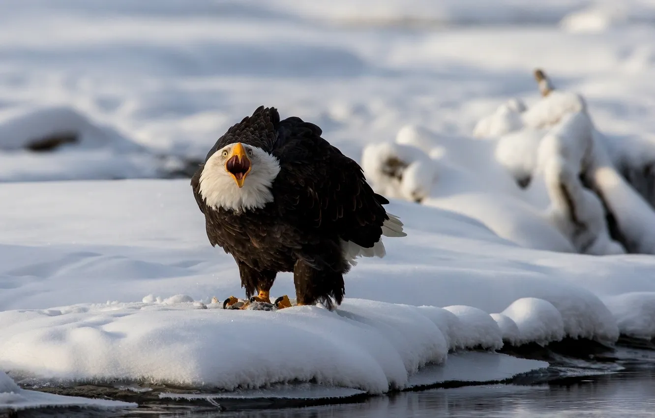 Photo wallpaper winter, snow, bird, predator, bald eagle