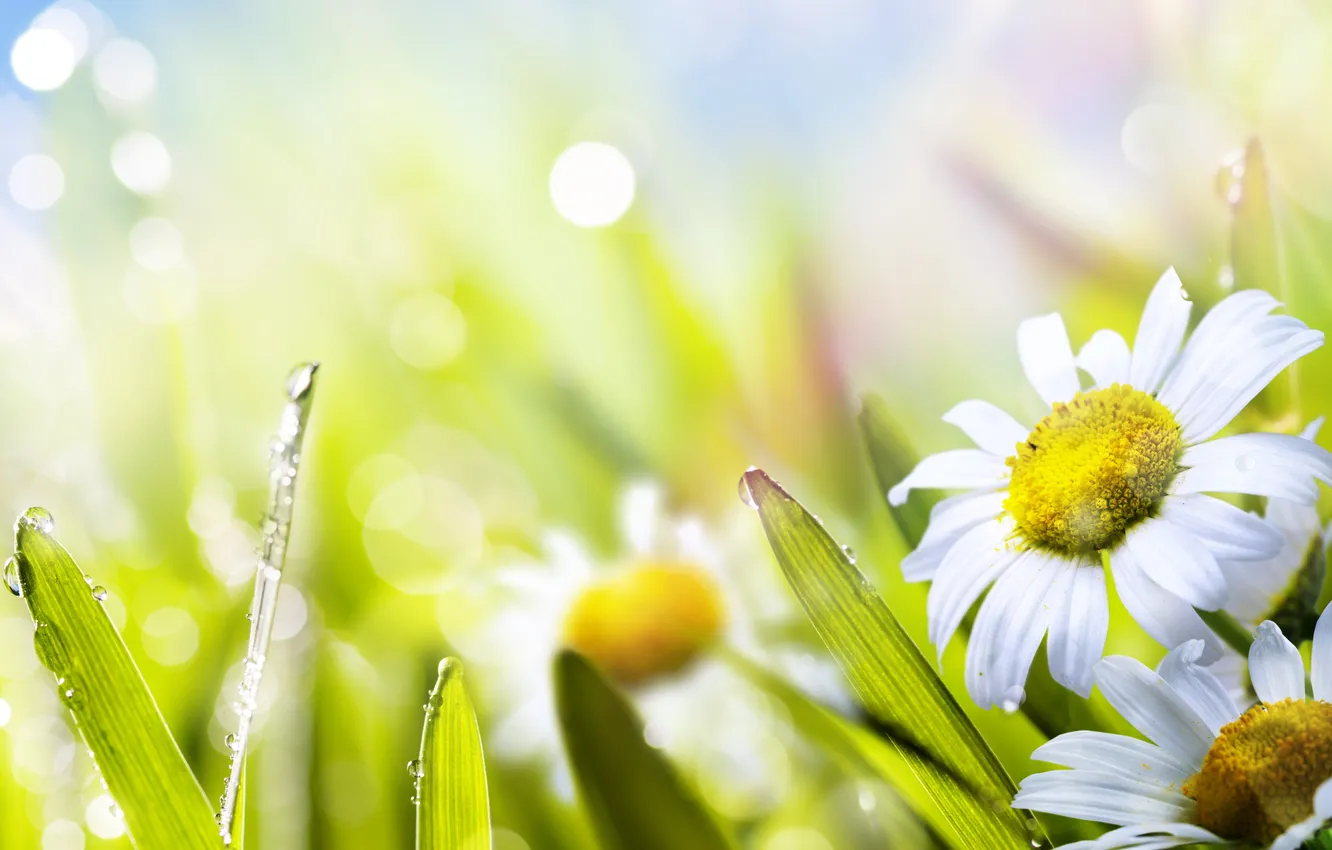 Photo wallpaper summer, grass, the sun, flowers, nature, green, Daisy