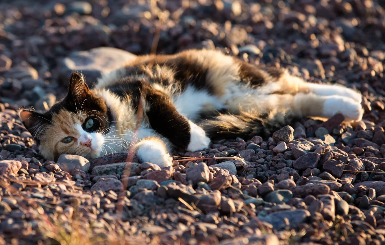 Photo wallpaper cat, Koshak, lies, Tomcat, stones