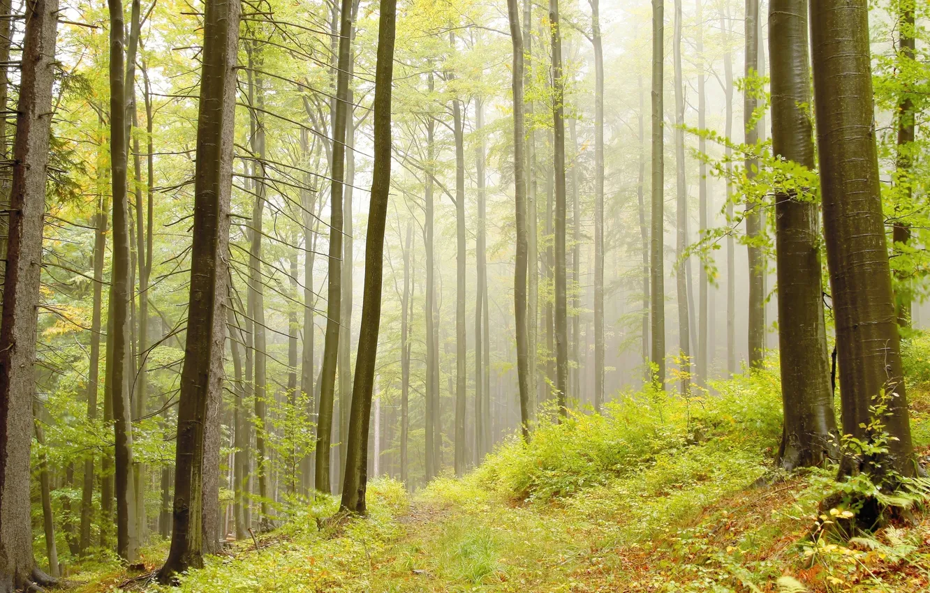 Photo wallpaper forest, grass, trees