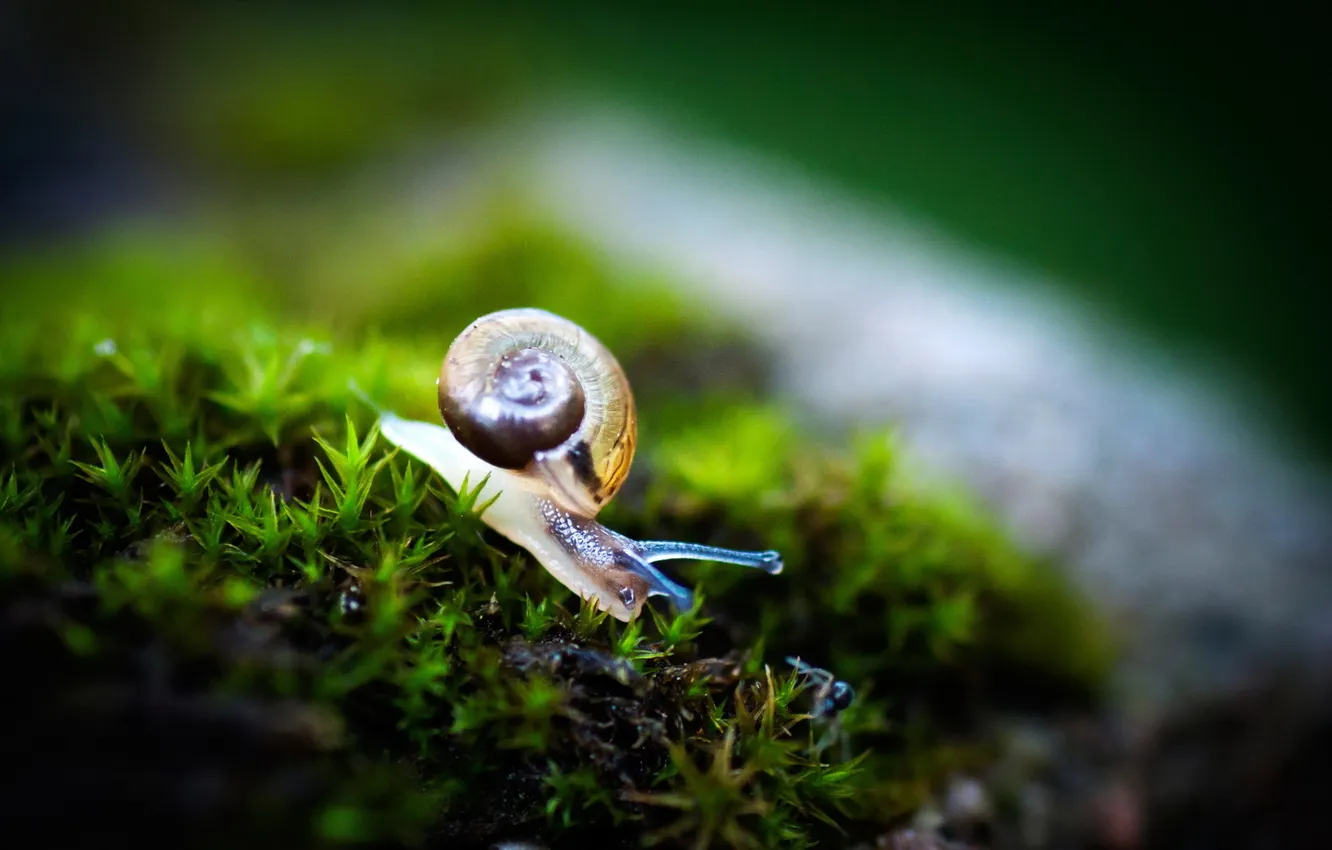 Photo wallpaper grass, macro, snail, shell