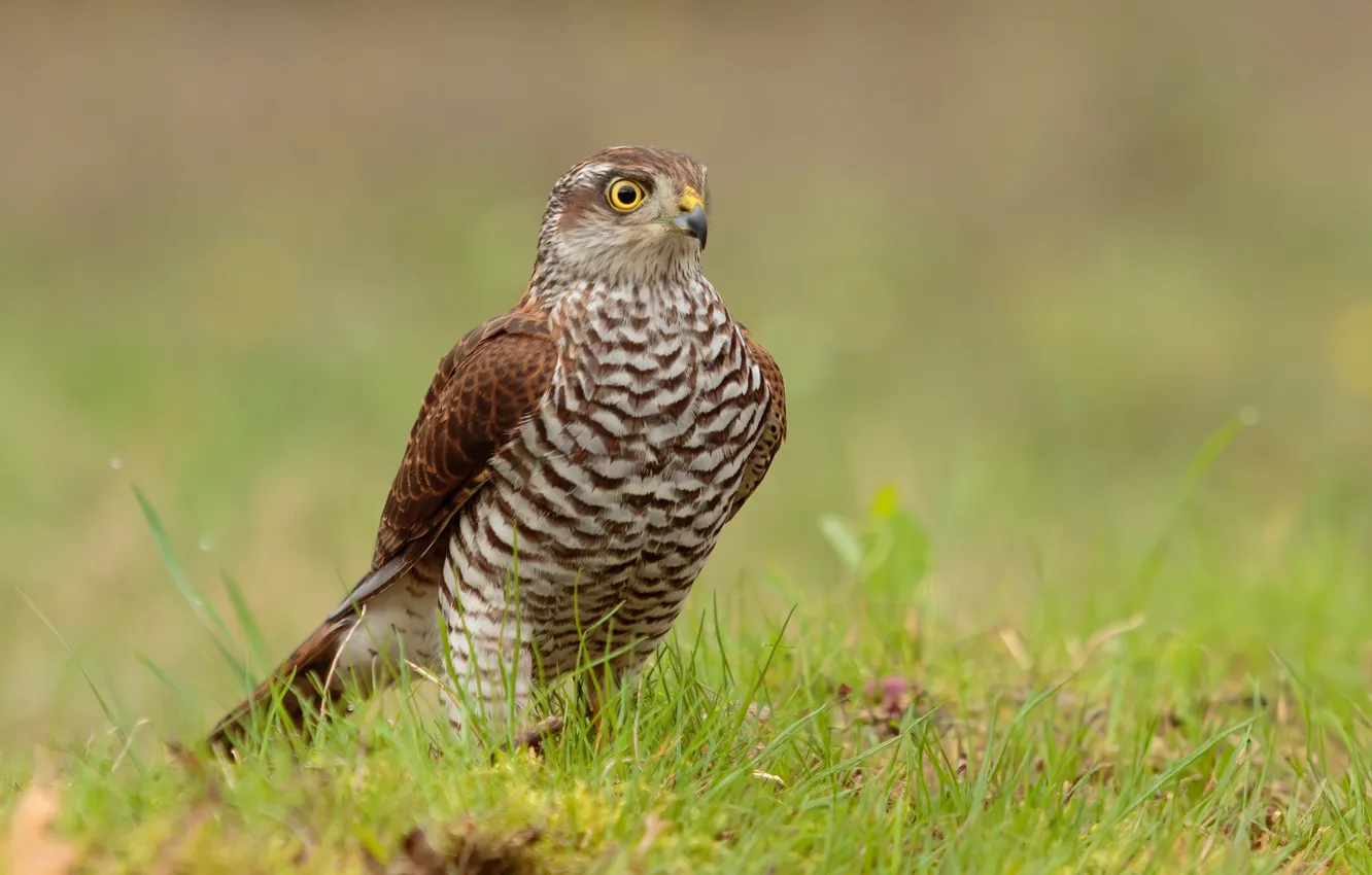 Photo wallpaper bird, predator, Sparrowhawk