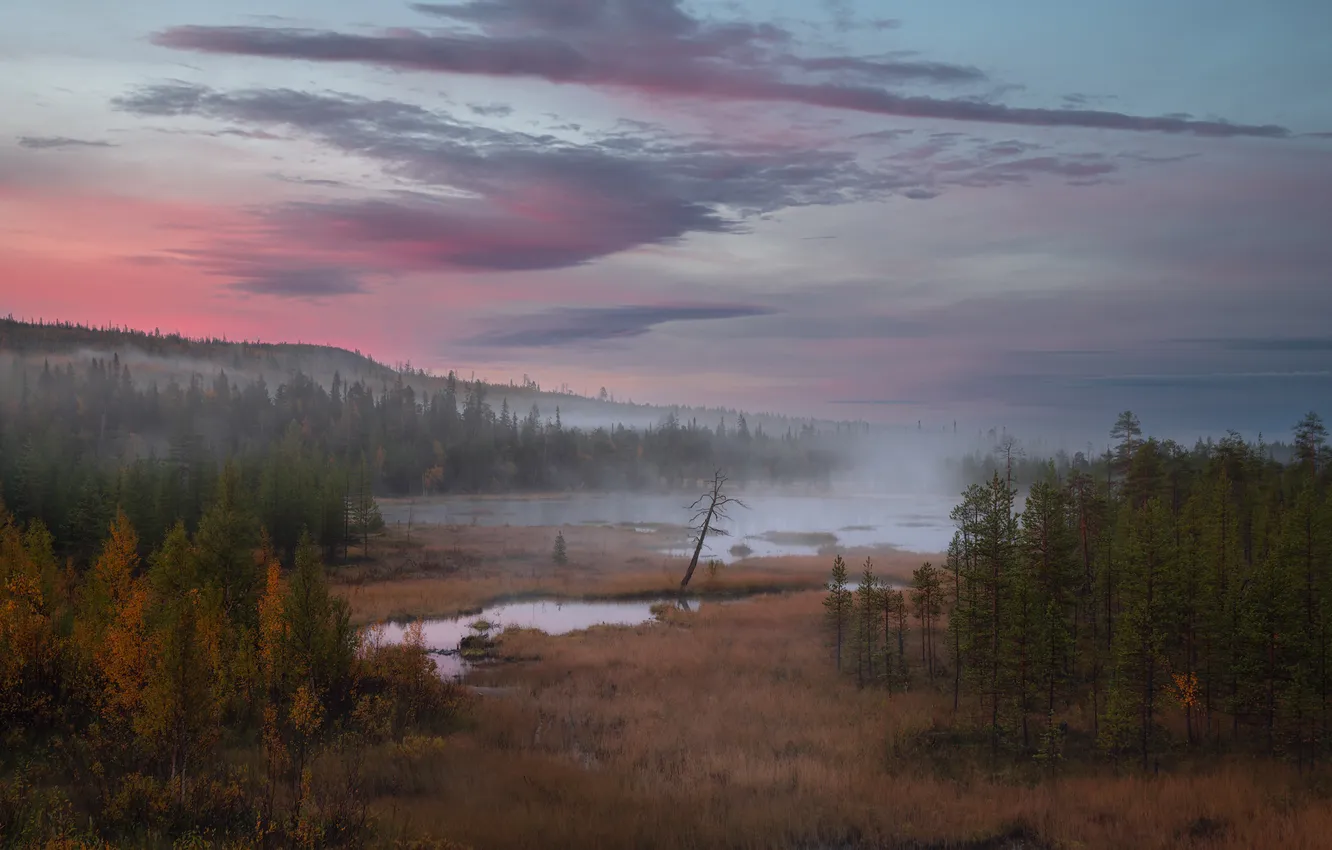 Photo wallpaper grass, fog, morning, haze, forest, pond, the swamp, Istomin Vitaly