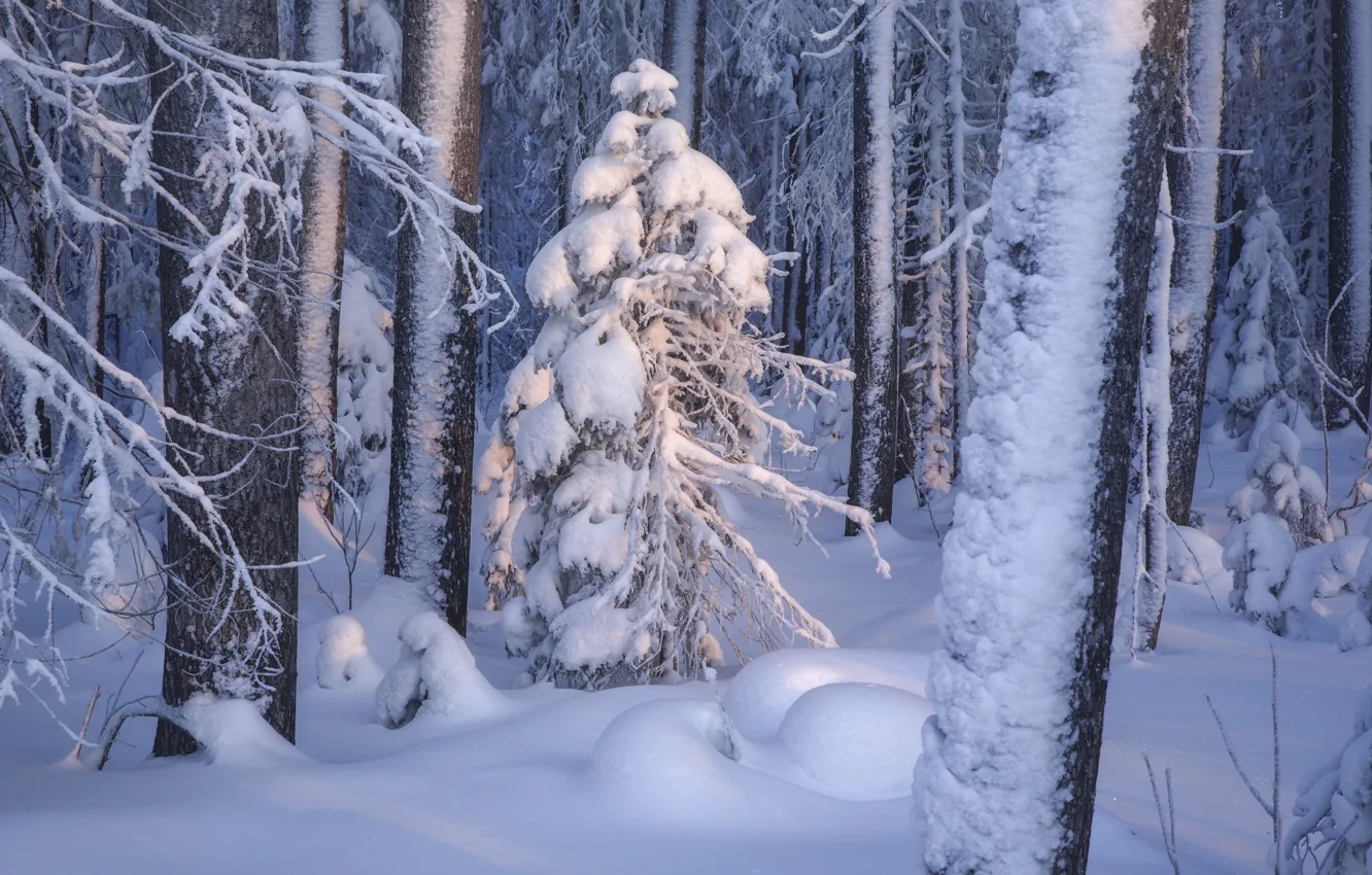 Photo wallpaper winter, forest, snow, trees, the snow, Russia, The Republic Of Komi, Ivan Chalanov