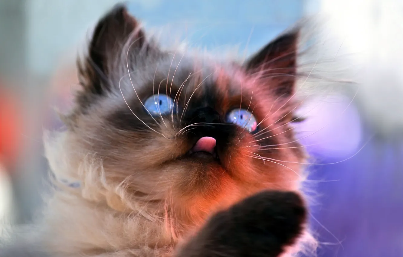 Photo wallpaper cat, face, background