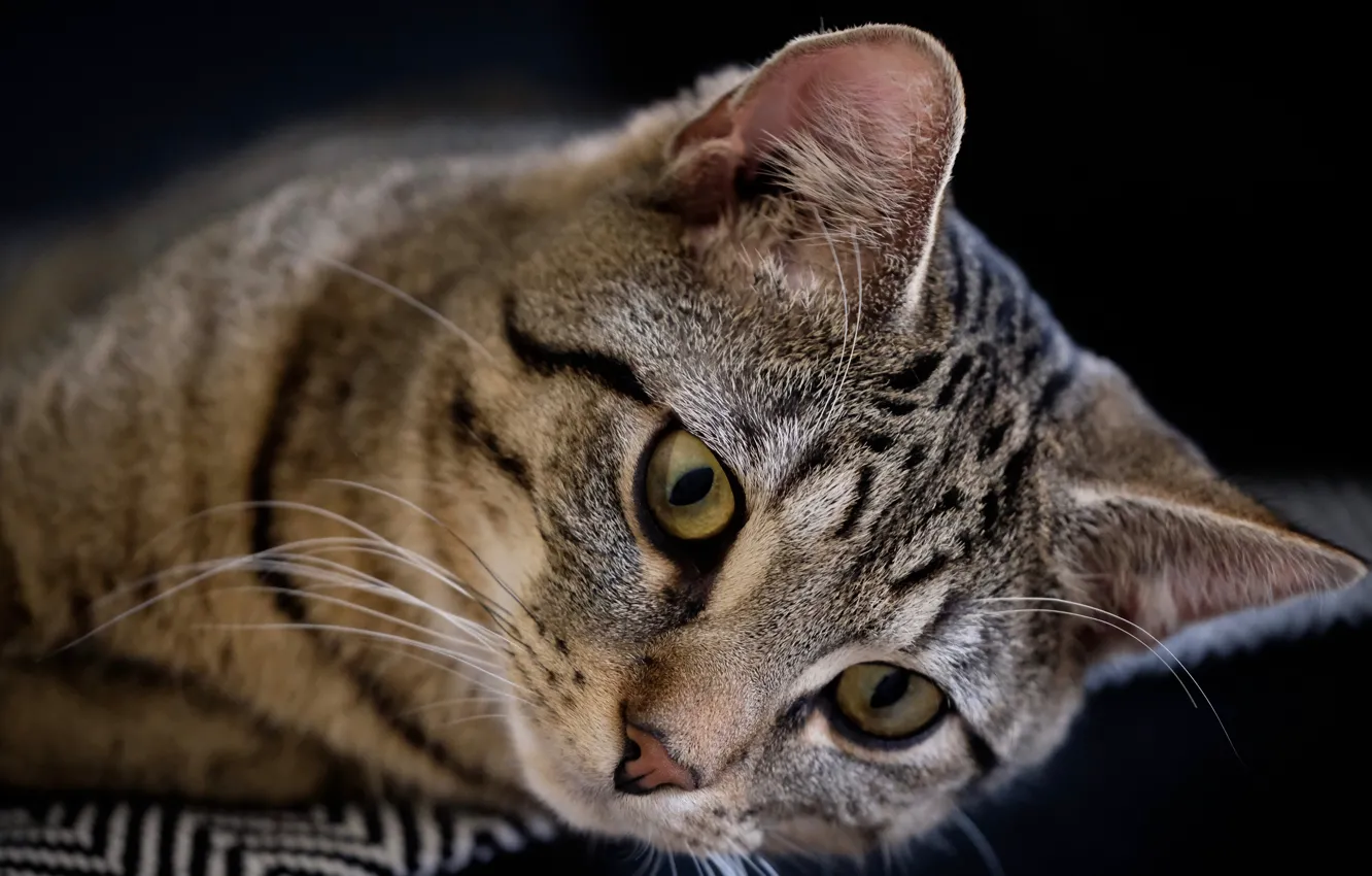 Photo wallpaper cat, look, muzzle, black background