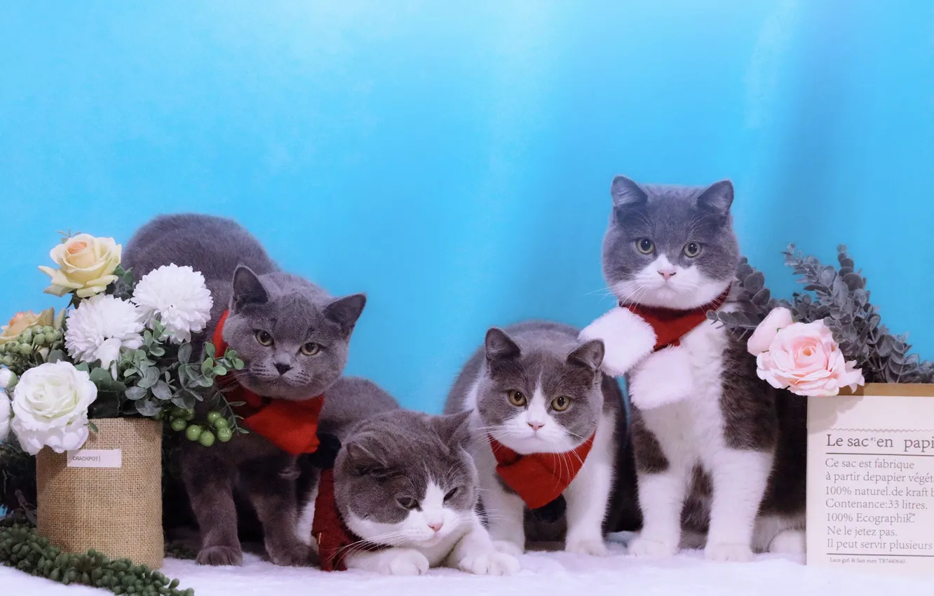 Photo wallpaper cat, look, pose, sweetheart, kitty, face