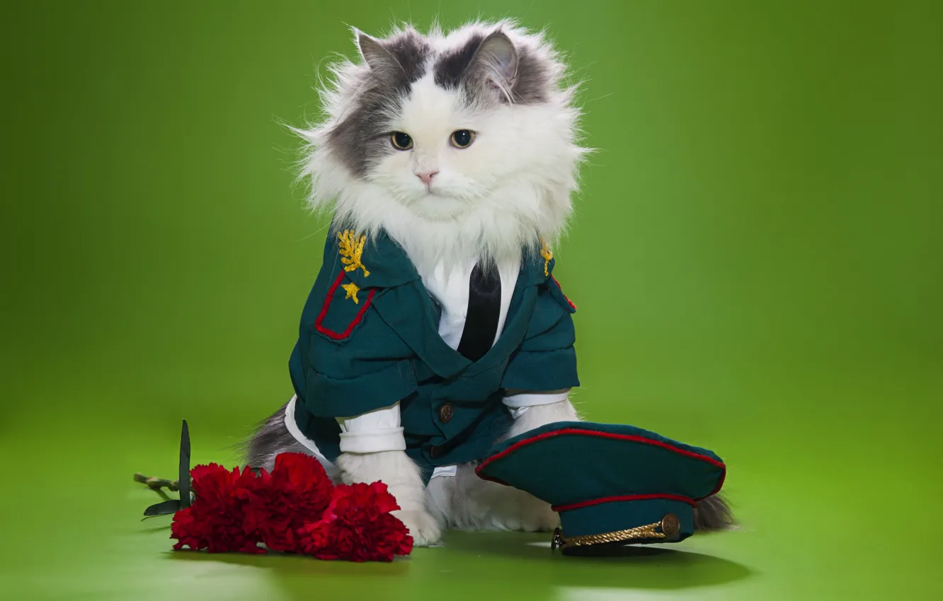 Photo wallpaper cat, flowers, fluffy, cap, uniform, clove