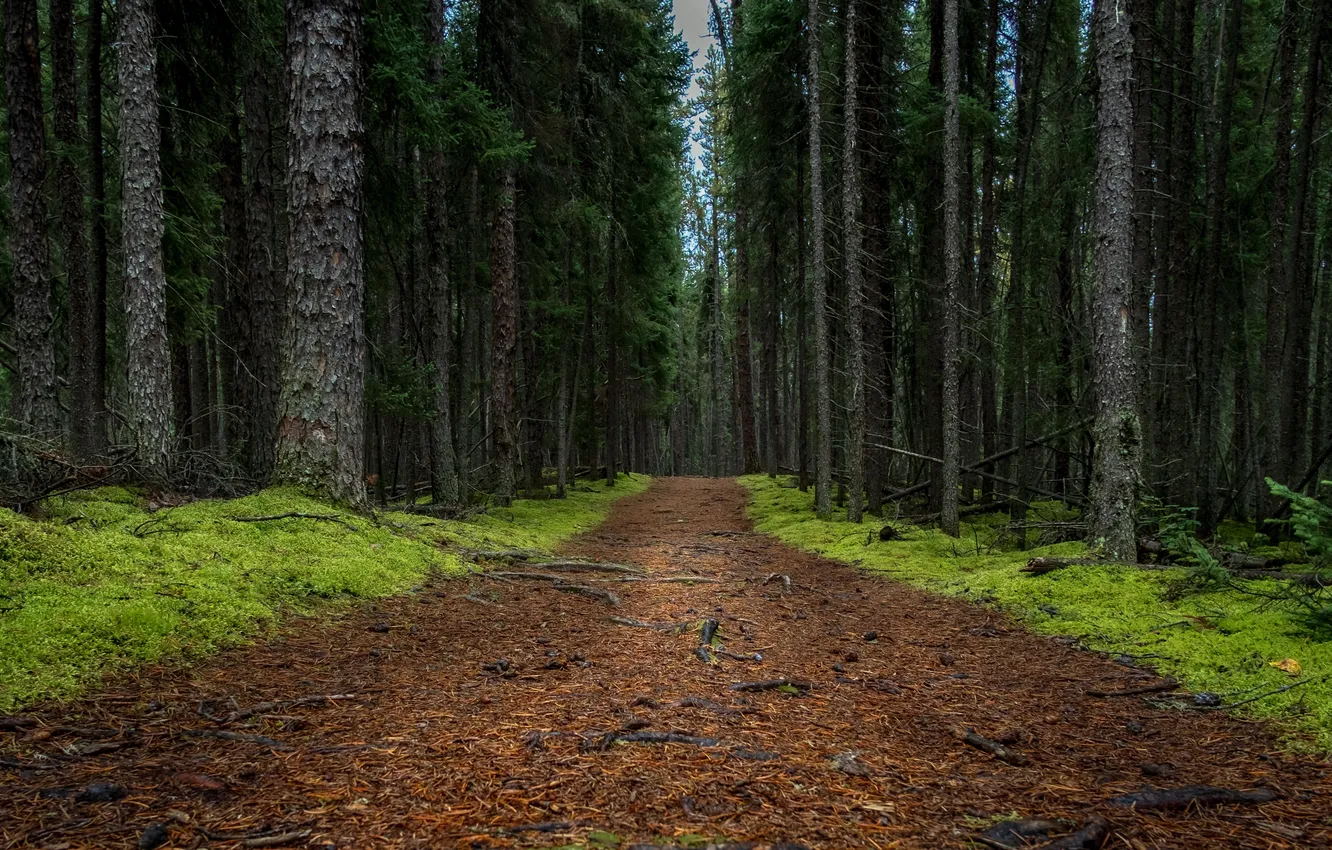 Photo wallpaper road, forest, nature