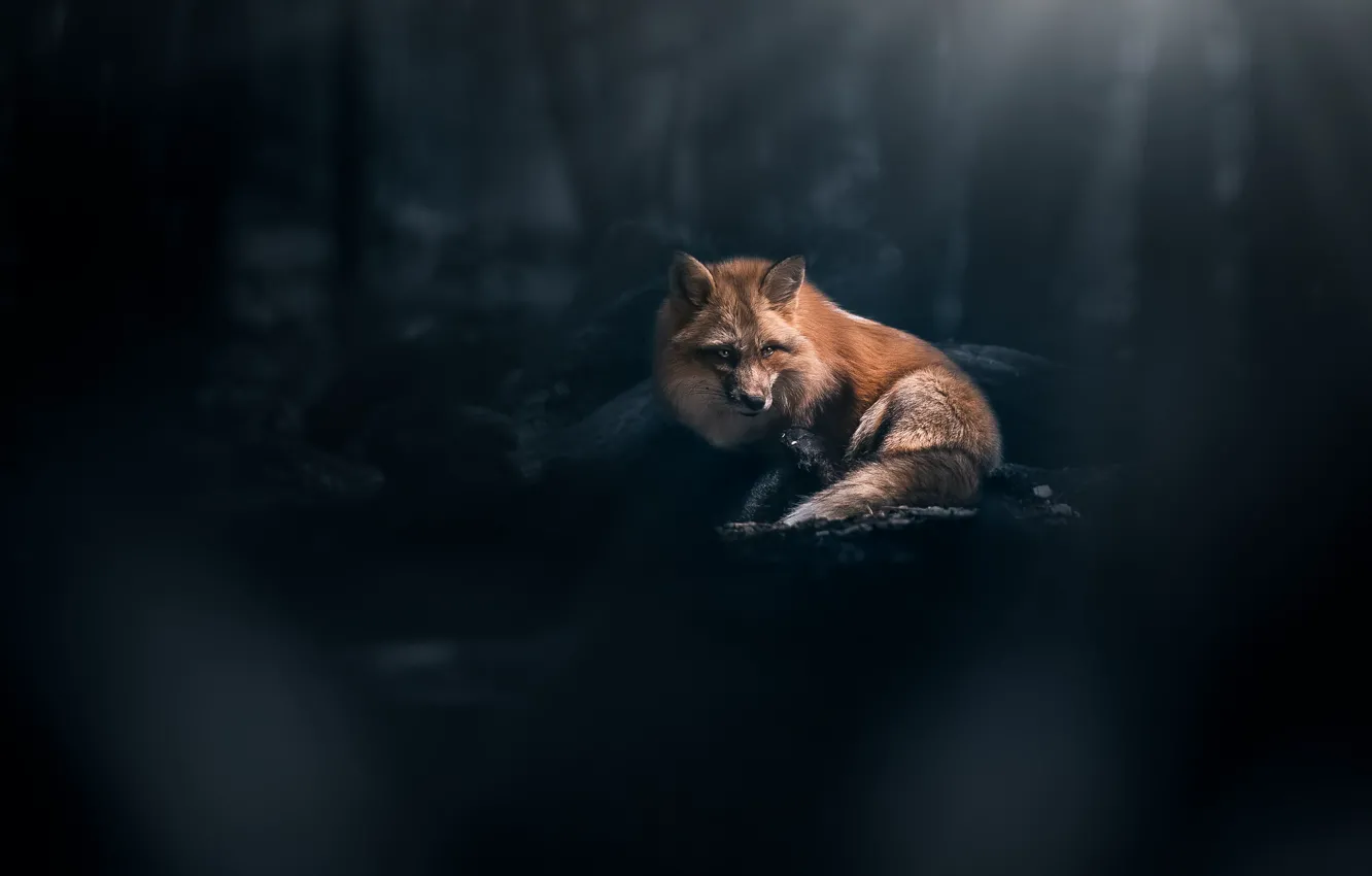 Photo wallpaper background, Fox, red, bokeh