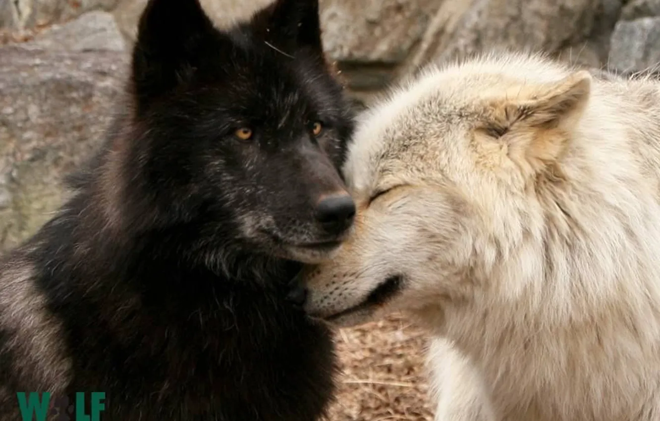 Photo wallpaper Predator, nature, animal, wolf, wildlife, portrait., Canis lupus. face • wolf • portrait • predator