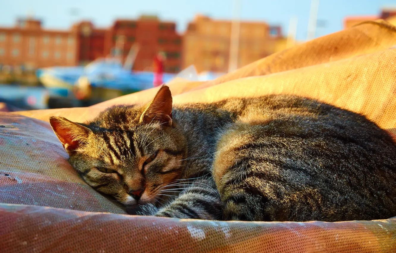 Photo wallpaper cat, lies, Sunny, grey, Wallpaper from lolita777, striped, looks, street