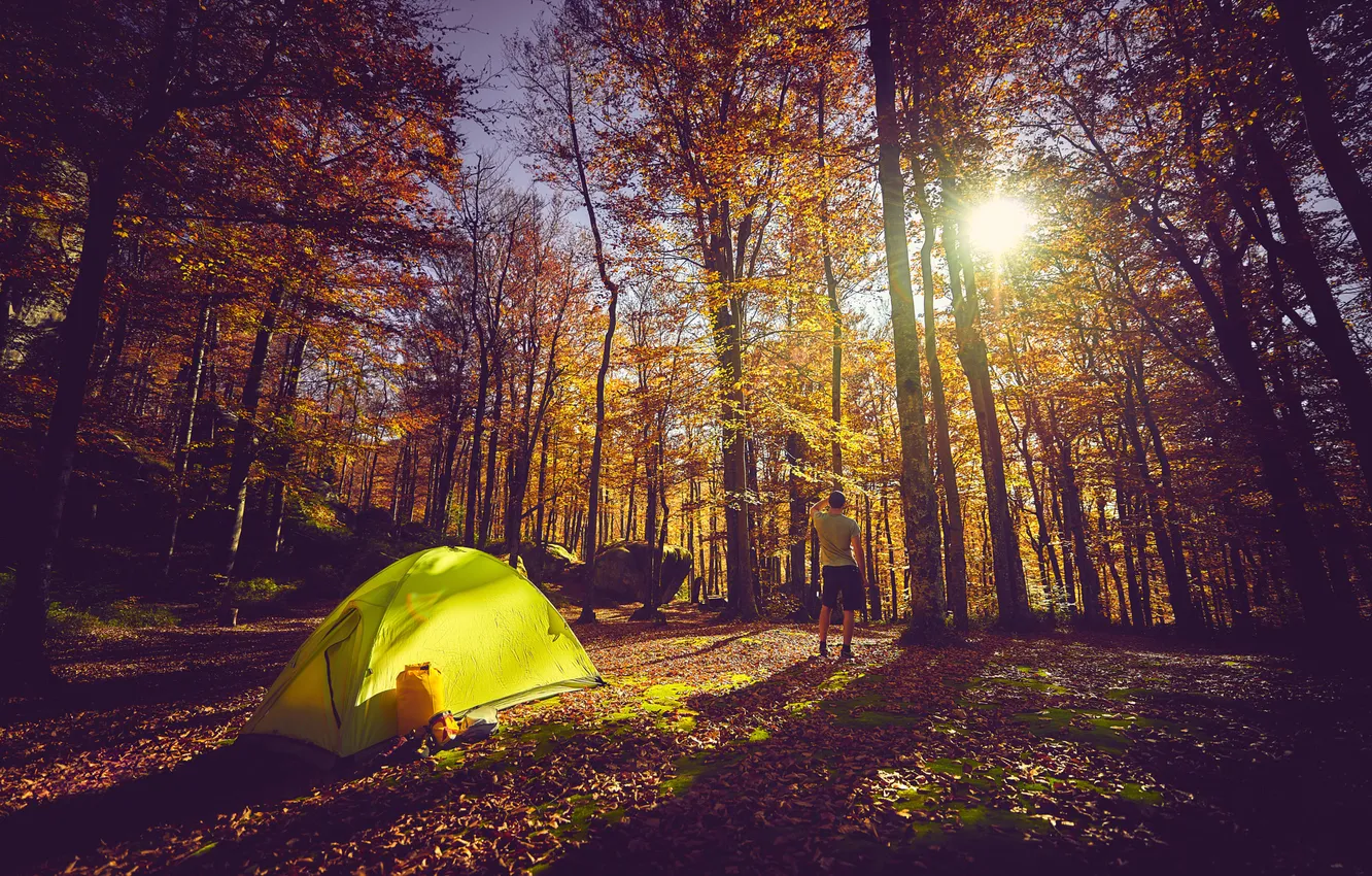 Photo wallpaper autumn, forest, the sun, rays, light, trees, yellow, nature