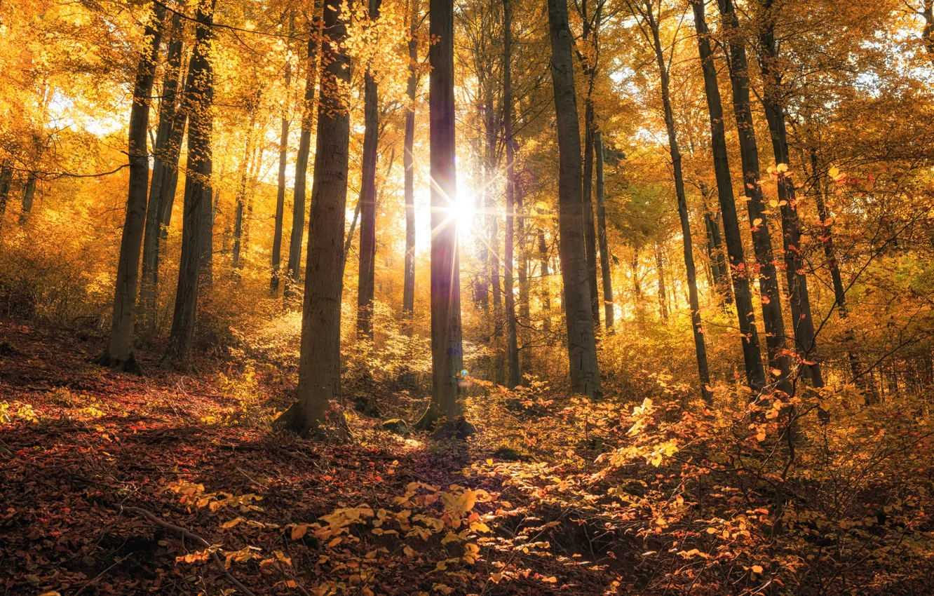 Photo wallpaper autumn, forest, leaves, the sun, rays, light, trees, nature