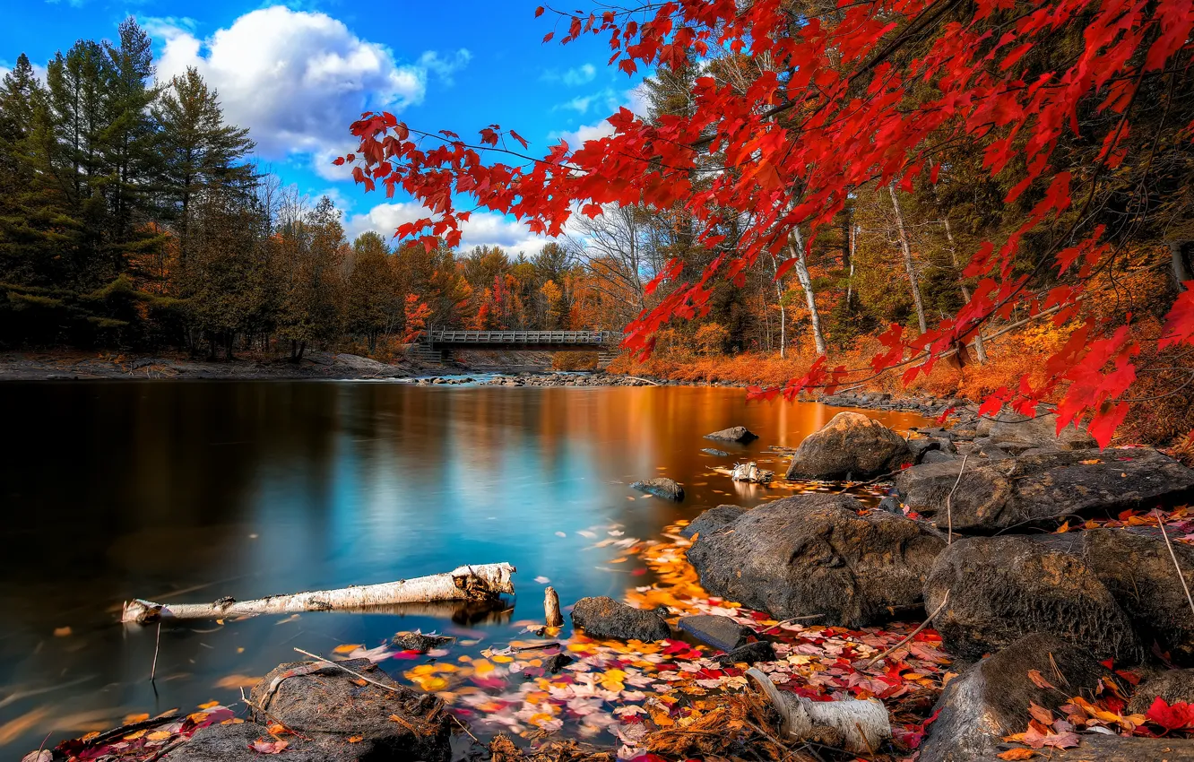 Photo wallpaper autumn, leaves, trees, bridge, river, stones