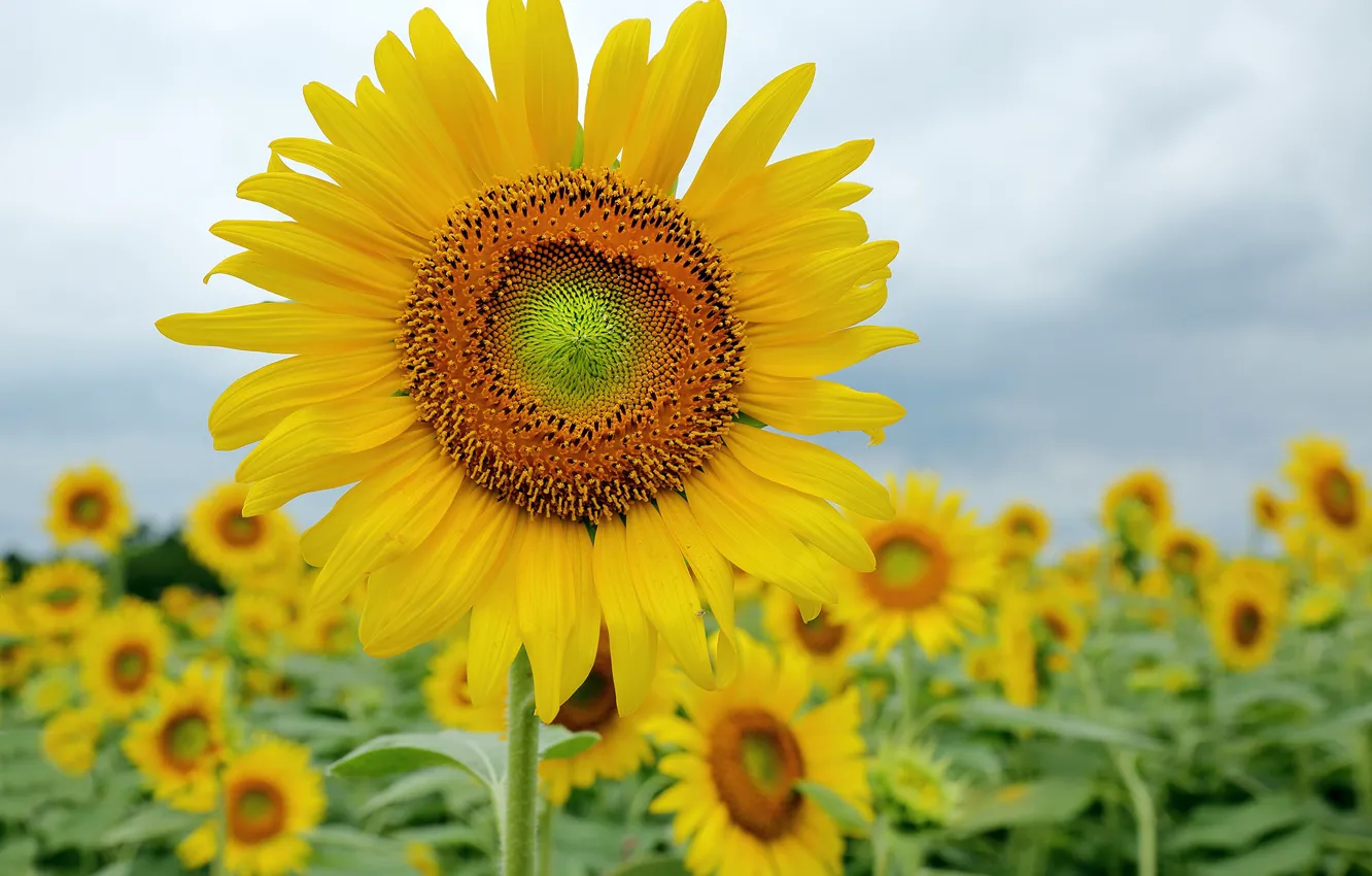 Photo wallpaper field, the sky, sunflowers, yellow, nature, bokeh