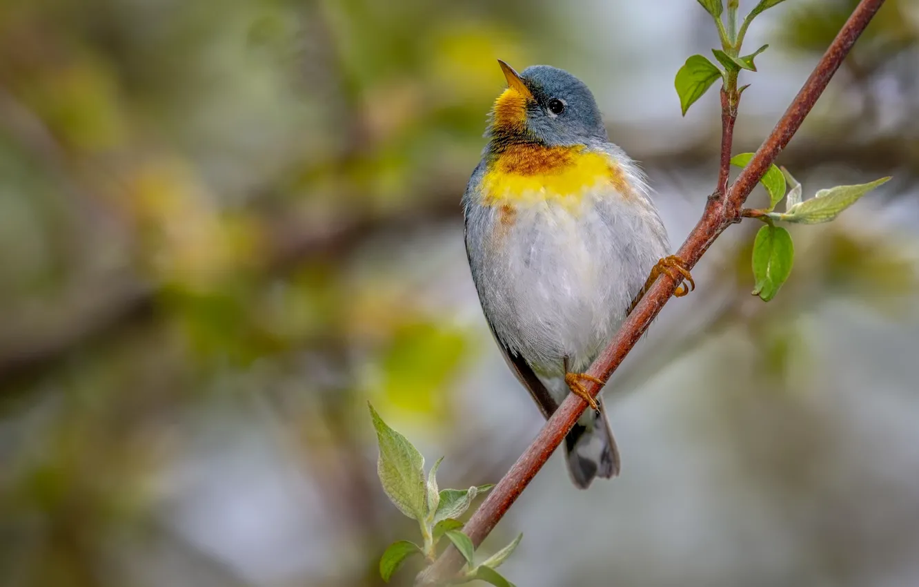Photo wallpaper branches, bird, spring, bokeh, Ferruginous of parul, yellow breast, young leaves