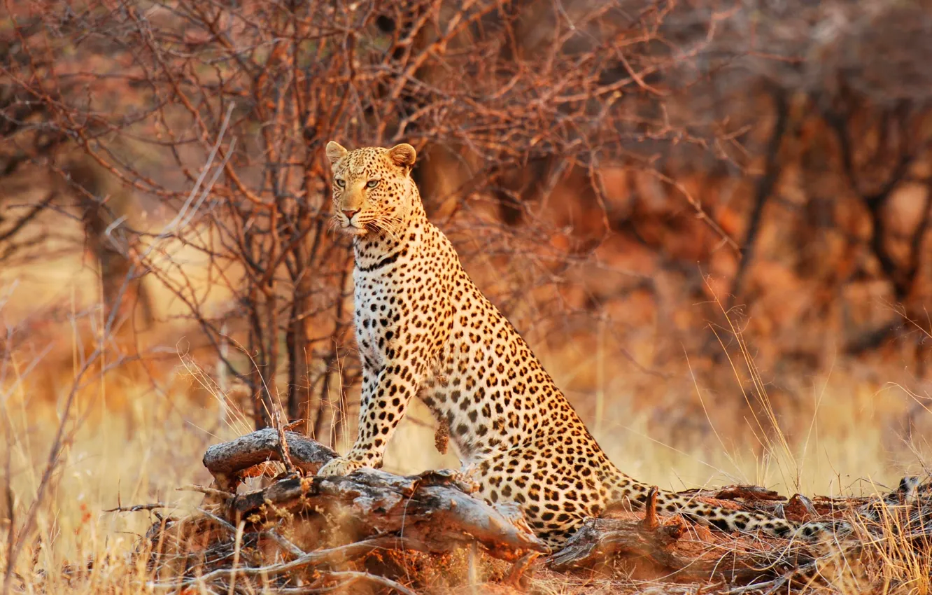 Photo wallpaper leopard, wildlife, Queen of the Bush