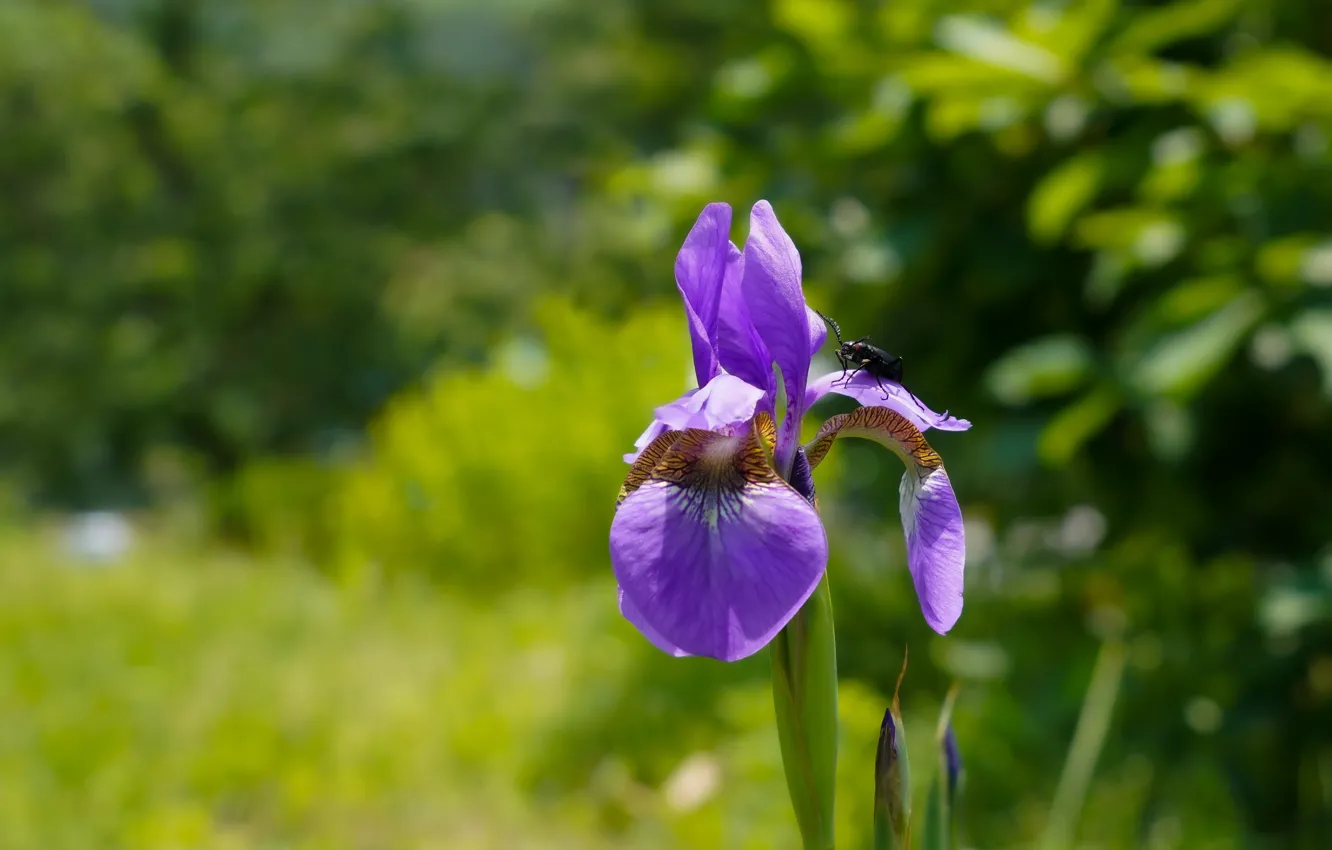 Photo wallpaper macro, flowers, beetle, lilac, bokeh, iris