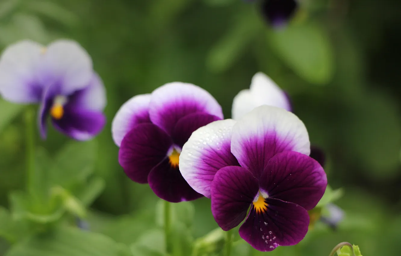 Photo wallpaper purple, flowers, spring, Pansy, viola