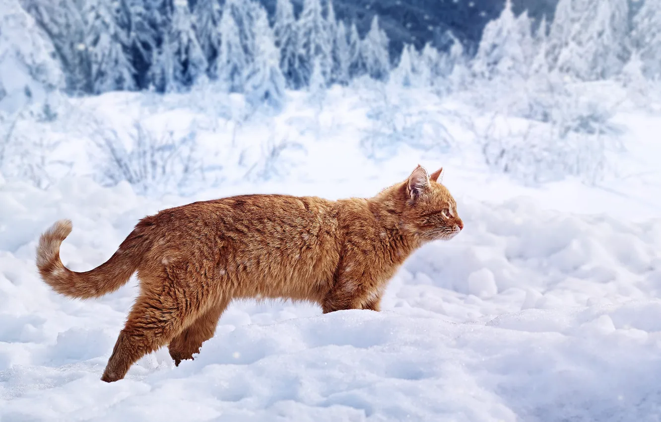 Photo wallpaper winter, forest, cat, cat, look, snow, branches, ate