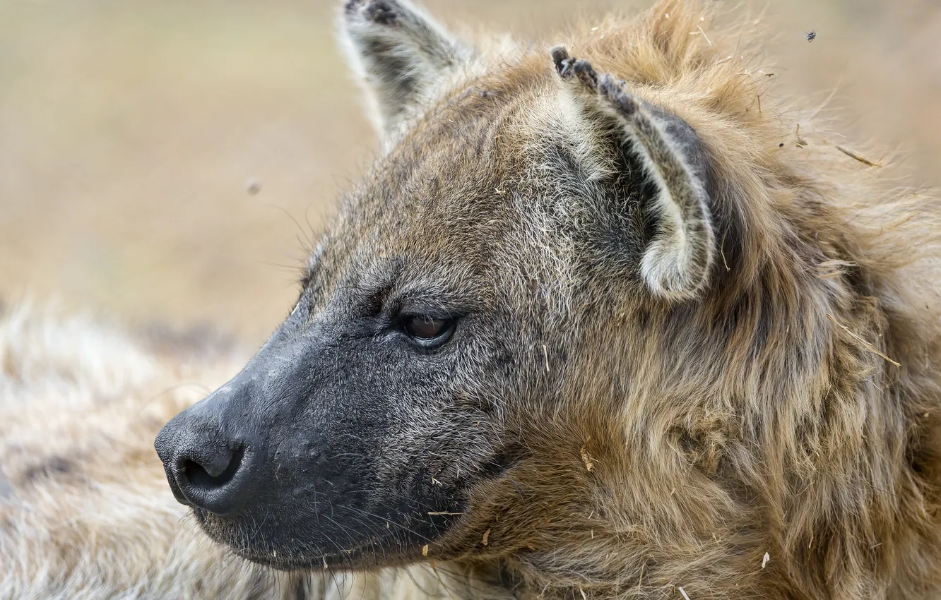 Photo wallpaper face, predator, head, profile, hyena