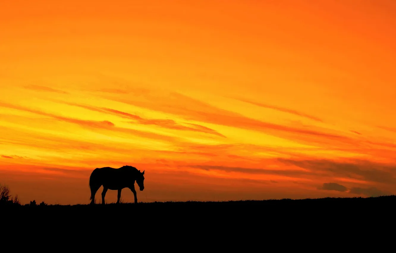 Photo wallpaper night, nature, horse
