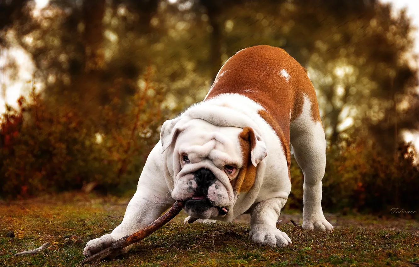 Photo wallpaper background, dog, stick