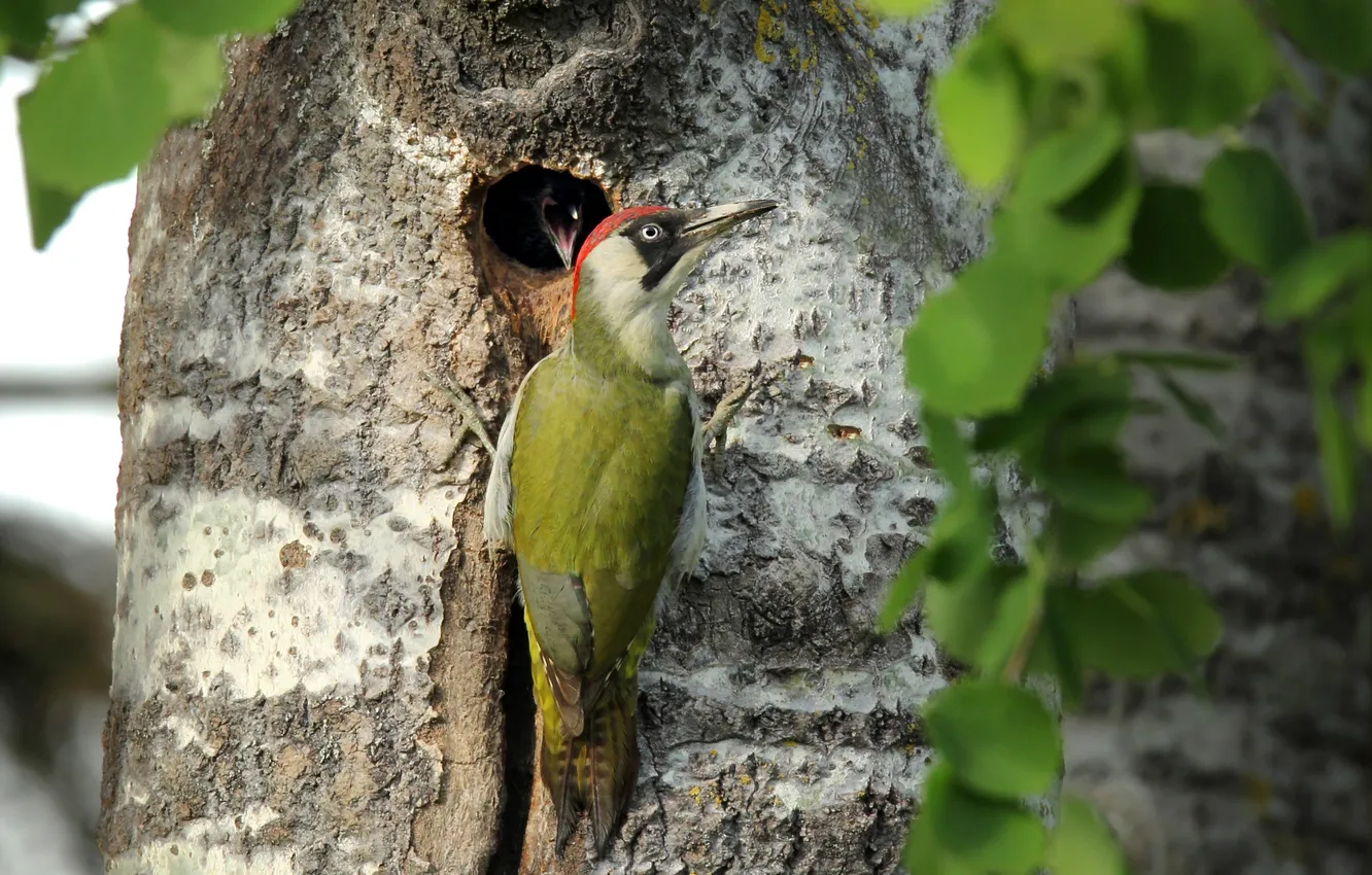 Photo wallpaper trees, nature, bird, green woodpecker