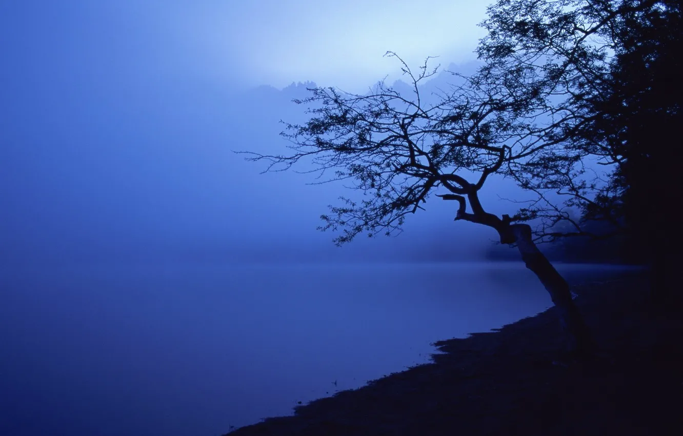 Photo wallpaper blue, tree, shore