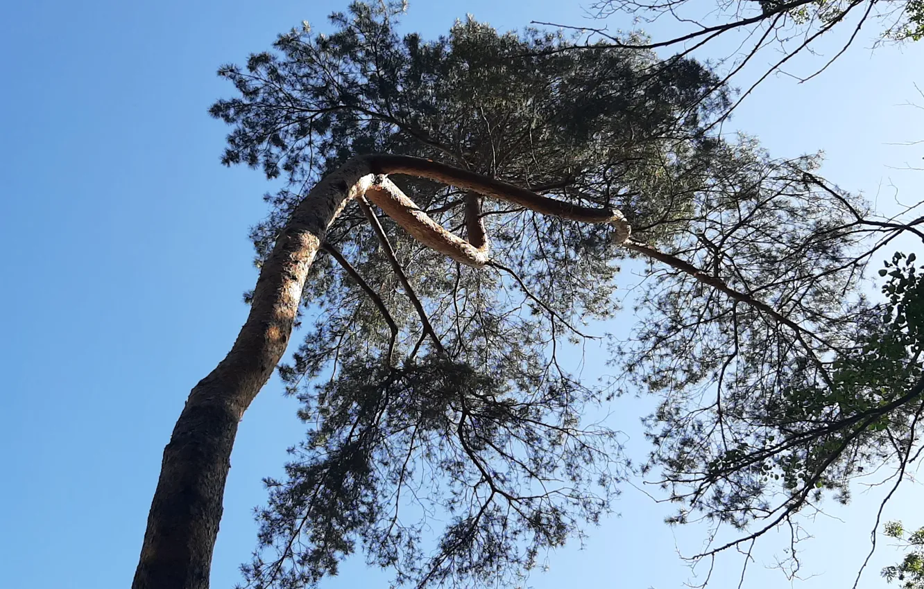 Photo wallpaper Crown, trees, Pine, blue sky