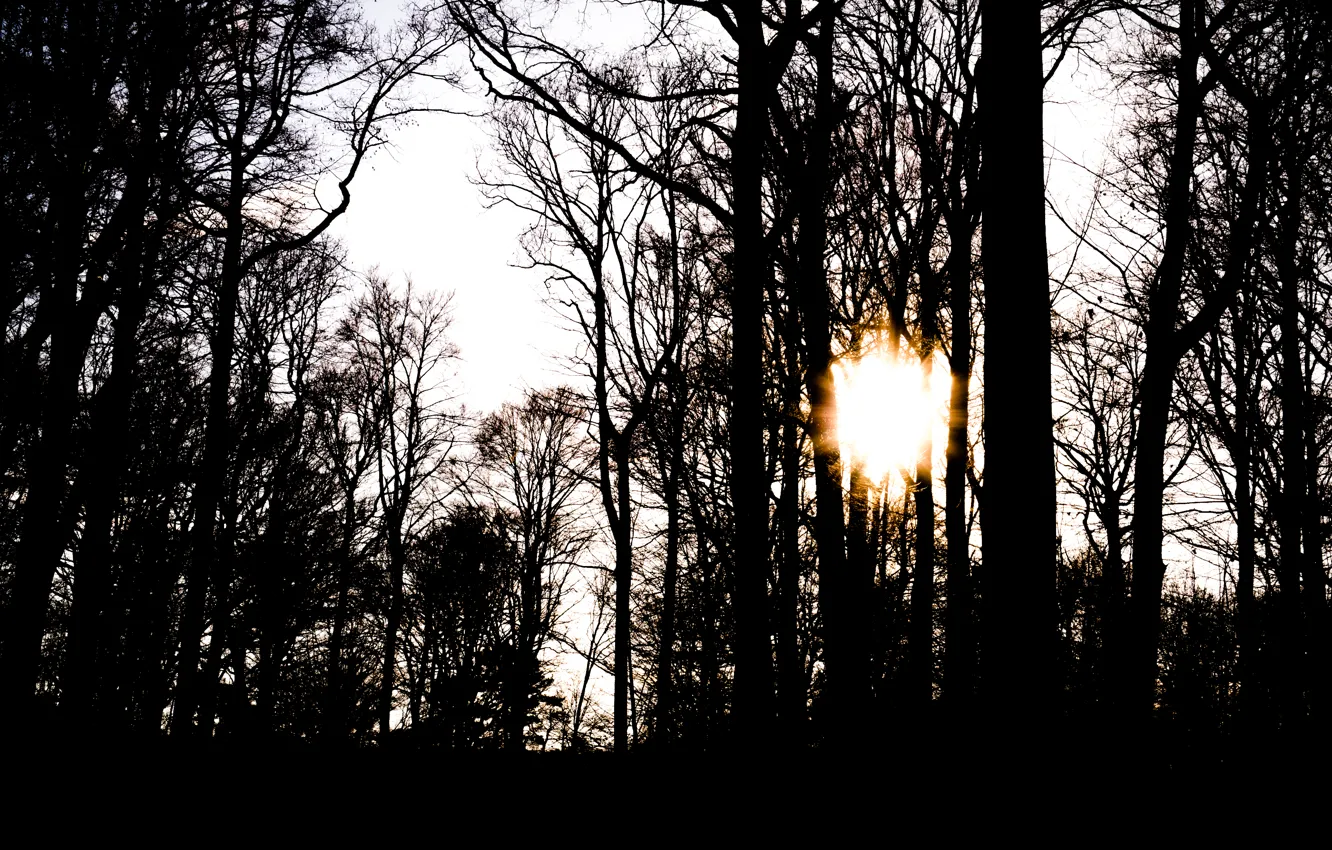 Photo wallpaper sunshine, forest, winter, sun, branches, contrast, sunrays