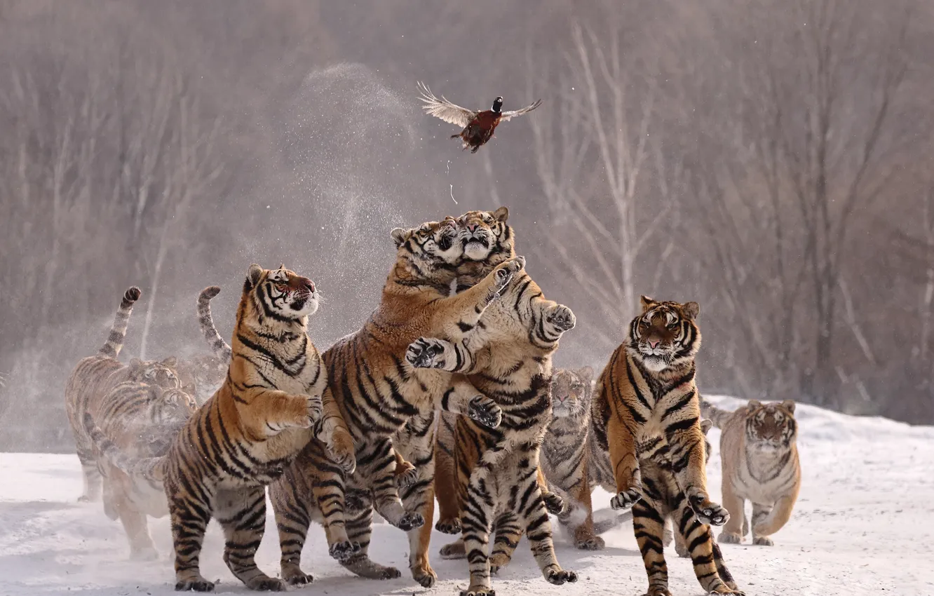 Photo wallpaper tiger, duck, hunting, Gudkov Andrey
