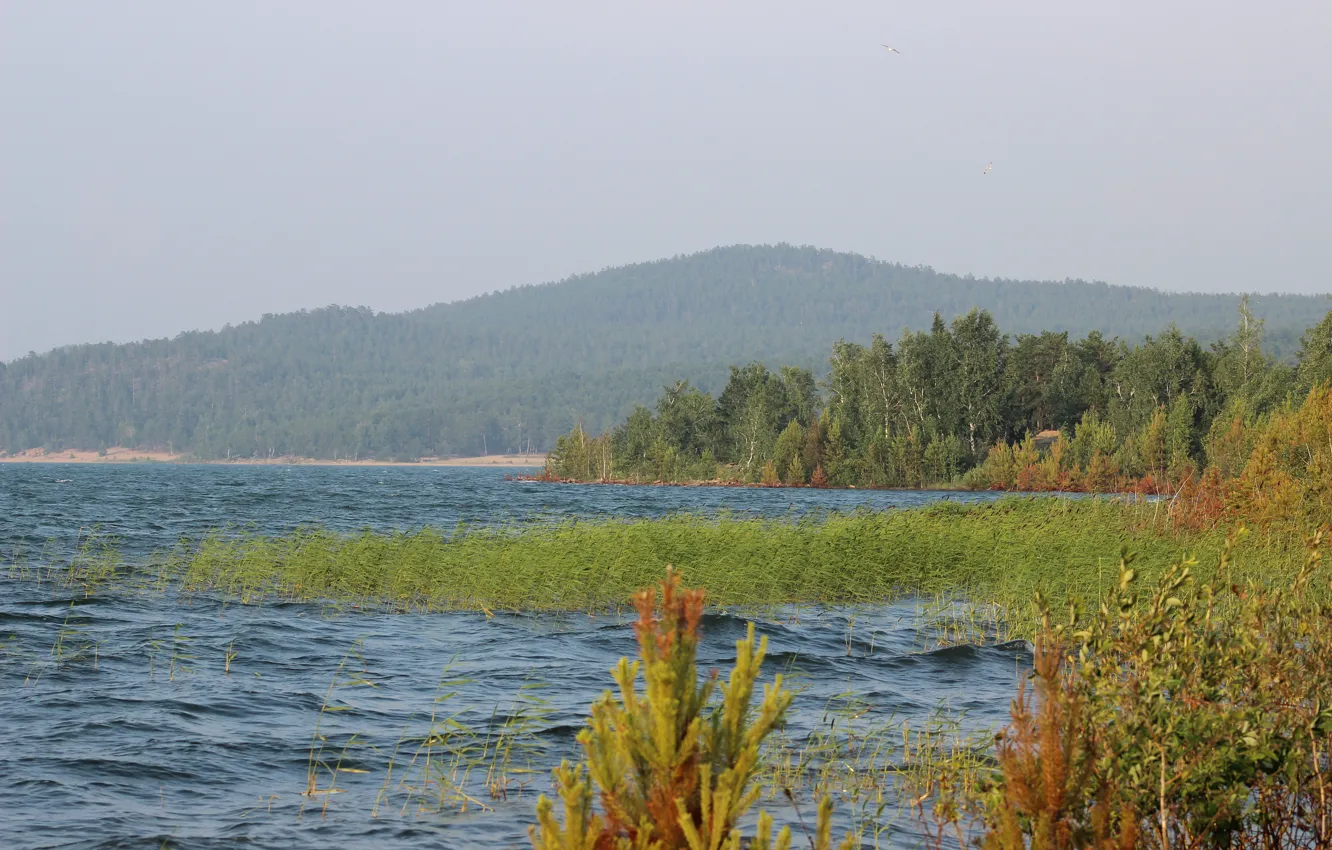 Photo wallpaper forest, walk, Kokshetau