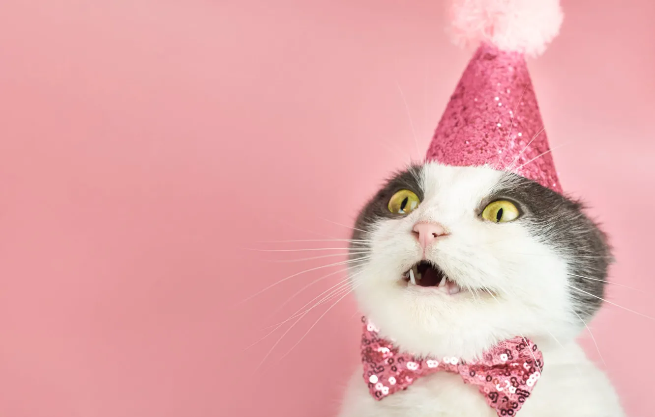 Photo wallpaper cat, cat, birthday, holiday, surprise, mouth, fangs, image