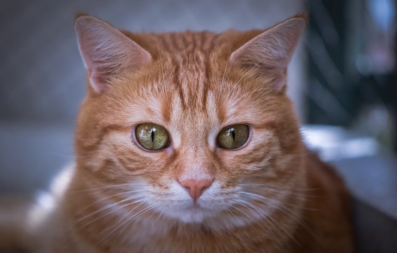 Photo wallpaper eyes, cat, red