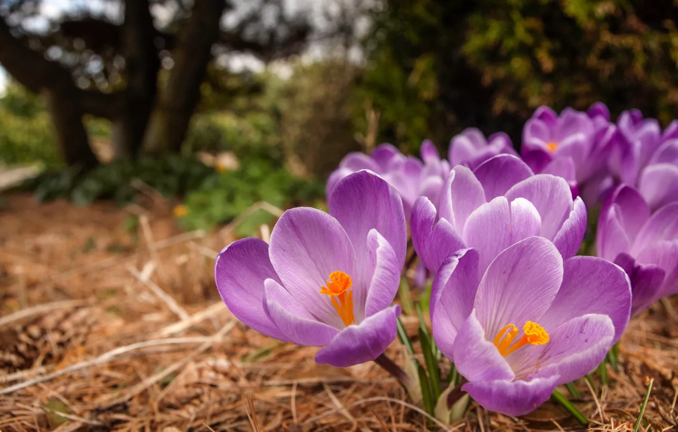 Photo wallpaper spring, crocuses, saffron