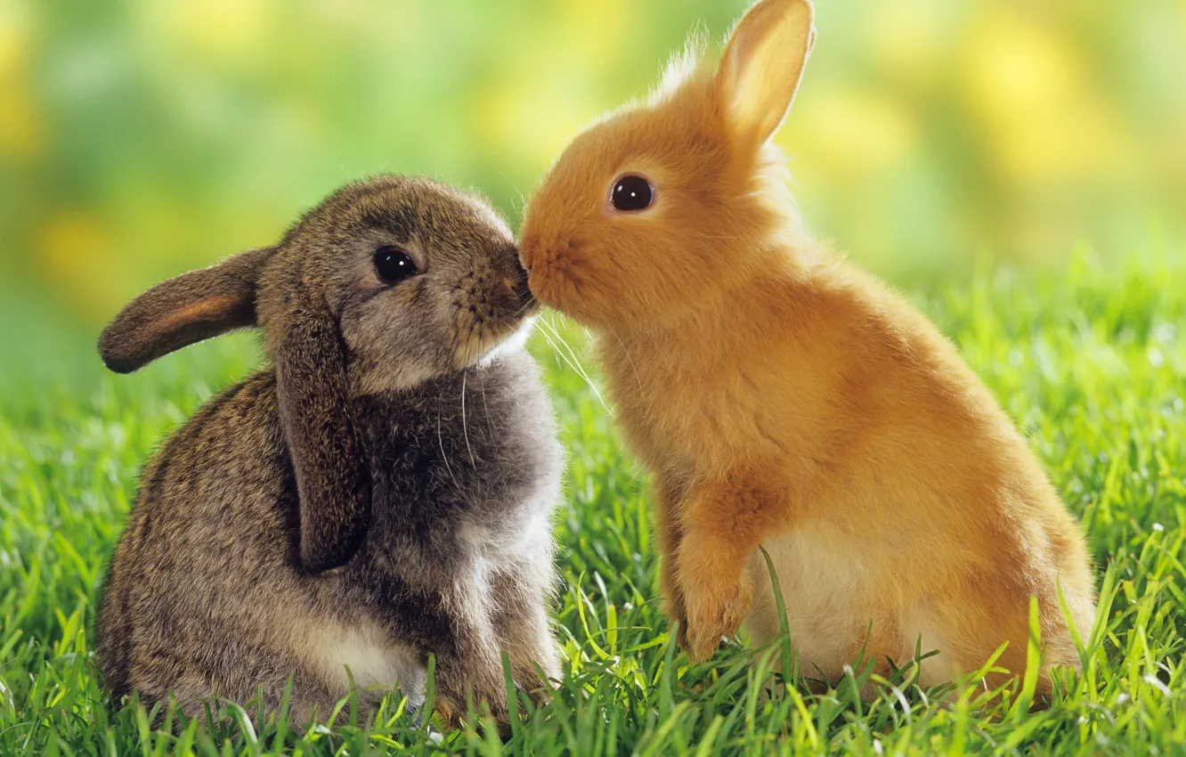 Photo wallpaper animals, love, rabbits
